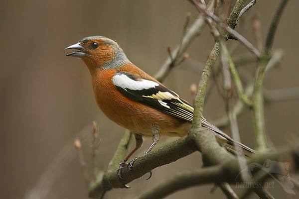 Pěnkava obecná (Fringilla coelebs)