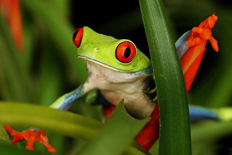 Listovnice červenooká,nádherná (Agalychnis callidryas, Hyla callidryas Cope1862)