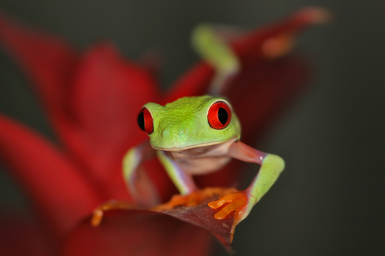 Listovnice červenooká,nádherná (Agalychnis callidryas, Hyla callidryas Cope 1862)