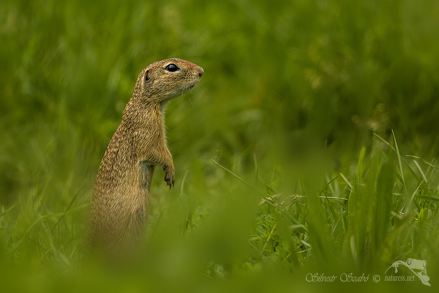 Sysel obecn&yacute; (Spermophilus citellus)