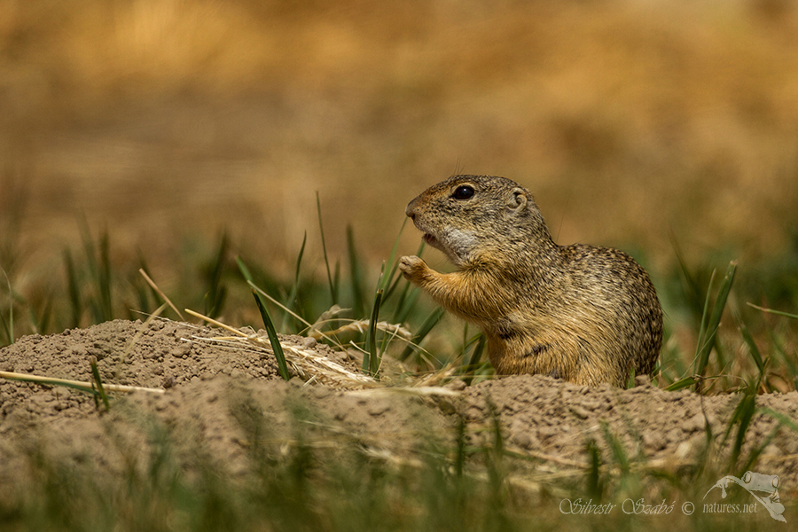 Sysel obecn&yacute; (Spermophilus citellus)