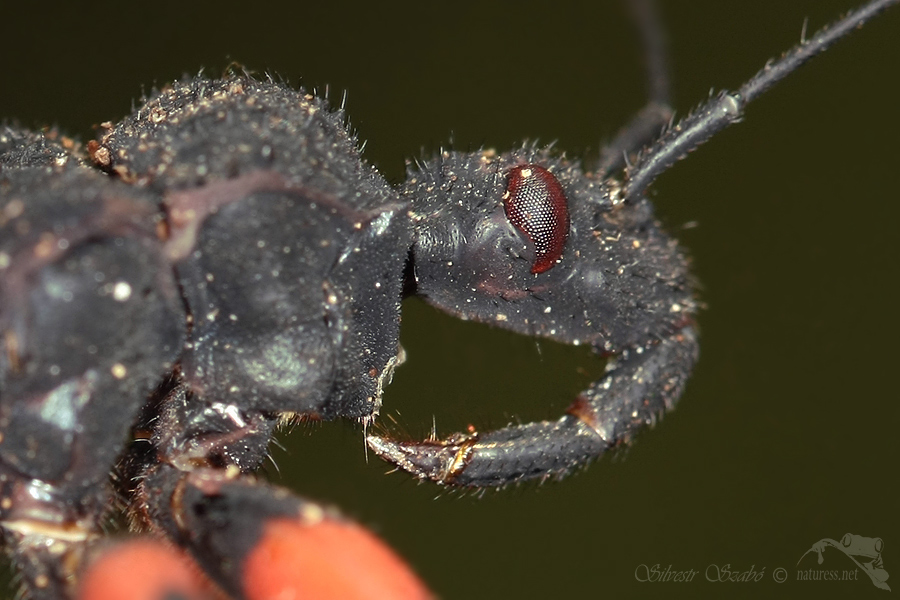 Zákeřnice (Platymeris biguttata)