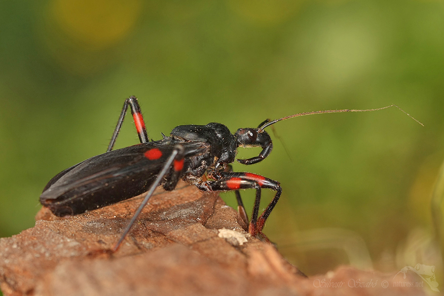 Zákeřnice (Platymeris biguttata)