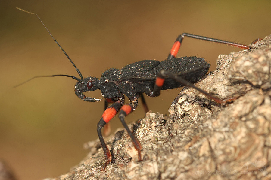 Zákeřnice (Platymeris biguttata)