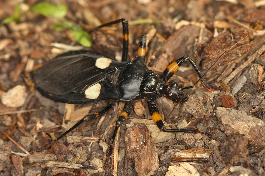 Zákeřnice (Platymeris biguttata)