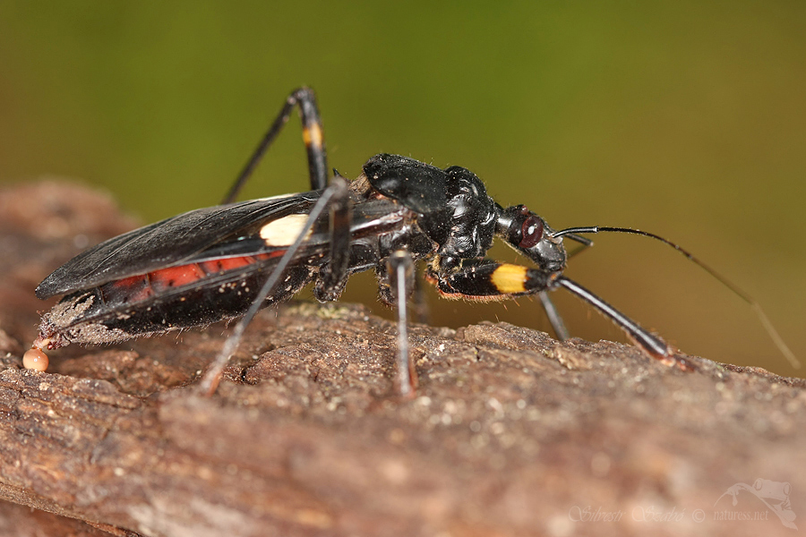 Zákeřnice (Platymeris biguttata)